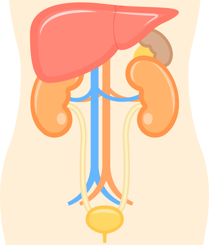 Мочевой пузырь печень. Почки человека картинки для детей. Нарушение печени и почек рисунок. Почки человека относительно печени.