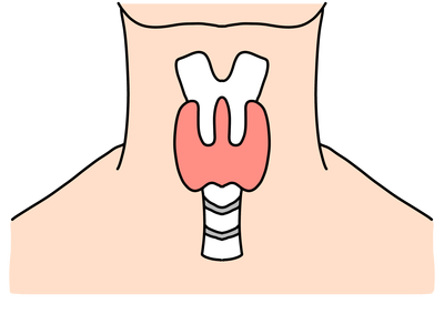甲状腺