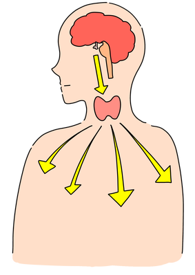 甲状腺ホルモン
